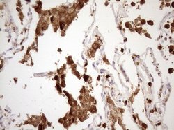Invitrogen NCF4 Monoclonal Antibody (OTI4B5) 100 &mu;L; Unconjugated:Antibodies,