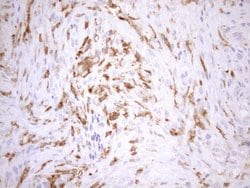 Invitrogen NCF4 Monoclonal Antibody (OTI4B5) 100 &mu;L; Unconjugated:Antibodies,