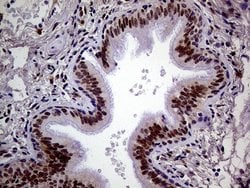 Invitrogen MAGEB4 Monoclonal Antibody (OTI3H2) 100 &mu;L; Unconjugated:Antibodies,