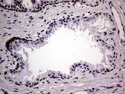 Invitrogen MAGEB4 Monoclonal Antibody (OTI3H2) 100 &mu;L; Unconjugated:Antibodies,