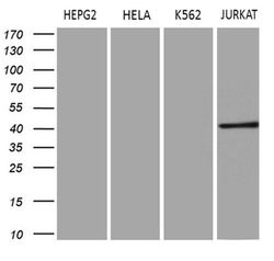 ERLIN1 Monoclonal Antibody (OTI4C11), Invitrogen 100 &mu;L; Unconjugated:Antibodies,