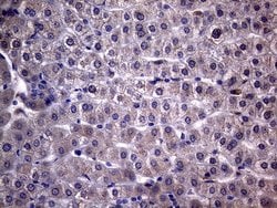 Invitrogen NDUFAF5 Monoclonal Antibody (OTI6A9) 100 &mu;L; Unconjugated:Antibodies,