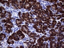 Invitrogen NDUFAF5 Monoclonal Antibody (OTI6A9) 100 &mu;L; Unconjugated:Antibodies,