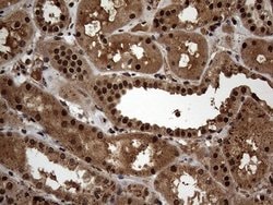 Invitrogen SSU72 Monoclonal Antibody (OTI5A1) 100 &mu;L; Unconjugated:Antibodies,