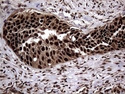 Invitrogen SSU72 Monoclonal Antibody (OTI5A1) 100 &mu;L; Unconjugated:Antibodies,