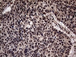 Invitrogen SSU72 Monoclonal Antibody (OTI5A1) 100 &mu;L; Unconjugated:Antibodies,