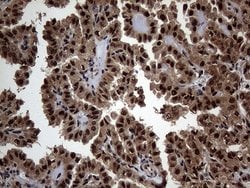 Invitrogen SSU72 Monoclonal Antibody (OTI5A1) 100 &mu;L; Unconjugated:Antibodies,