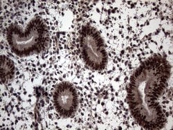 Invitrogen SSU72 Monoclonal Antibody (OTI5A1) 100 &mu;L; Unconjugated:Antibodies,