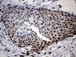 Invitrogen SSU72 Monoclonal Antibody (OTI5A1) 100 &mu;L; Unconjugated:Antibodies,