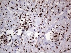 Invitrogen SSU72 Monoclonal Antibody (OTI2E2) 100 &mu;L; Unconjugated:Antibodies,