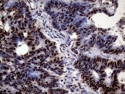 Invitrogen SSU72 Monoclonal Antibody (OTI2E2) 100 &mu;L; Unconjugated:Antibodies,