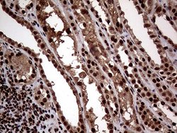 Invitrogen SSU72 Monoclonal Antibody (OTI2E2) 100 &mu;L; Unconjugated:Antibodies,