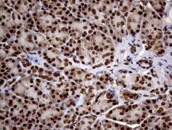 Invitrogen SSU72 Monoclonal Antibody (OTI2E2) 100 &mu;L; Unconjugated:Antibodies,