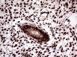 Invitrogen SSU72 Monoclonal Antibody (OTI2E2) 100 &mu;L; Unconjugated:Antibodies,
