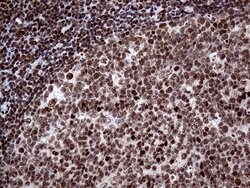 Invitrogen SSU72 Monoclonal Antibody (OTI2E2) 100 &mu;L; Unconjugated:Antibodies,