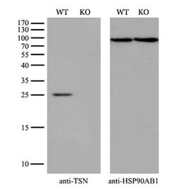 Invitrogen TSN Monoclonal Antibody (OTI4C6) 100 &mu;L | Buy Online | Invitrogen&trade; | Fisher Scientific