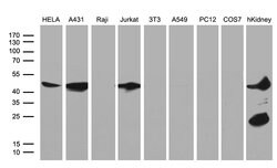 Invitrogen ASS1 Monoclonal Antibody (OTI12G1) 100 &mu;L | Buy Online | Invitrogen&trade; | Fisher Scientific
