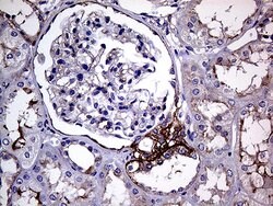 Invitrogen GNAS Monoclonal Antibody (OTI7A6) 100 &mu;L; Unconjugated:Antibodies,
