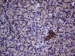 Invitrogen GNAS Monoclonal Antibody (OTI7A6) 100 &mu;L; Unconjugated:Antibodies,