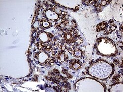 Invitrogen GNAS Monoclonal Antibody (OTI7A6) 100 &mu;L; Unconjugated:Antibodies,