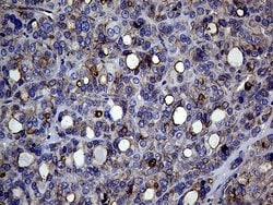 Invitrogen GNAS Monoclonal Antibody (OTI7A6) 100 &mu;L; Unconjugated:Antibodies,