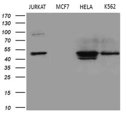 Invitrogen GNAS Monoclonal Antibody (OTI7A6) 100 &mu;L; Unconjugated:Antibodies,