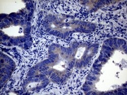 Invitrogen CEP63 Monoclonal Antibody (OTI2F2) 100 &mu;L; Unconjugated:Antibodies,