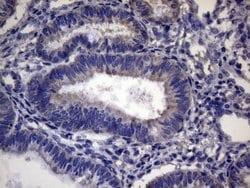 Invitrogen CEP63 Monoclonal Antibody (OTI2F2) 100 &mu;L; Unconjugated:Antibodies,