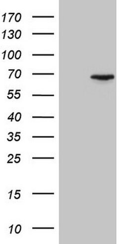 Invitrogen CEP63 Monoclonal Antibody (OTI2F2) 100 &mu;L; Unconjugated:Antibodies,