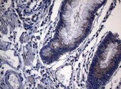 Invitrogen PITPNB Monoclonal Antibody (OTI6H10) 100 &mu;L; Unconjugated:Antibodies,