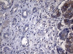 Invitrogen PITPNB Monoclonal Antibody (OTI6H10) 100 &mu;L; Unconjugated:Antibodies,
