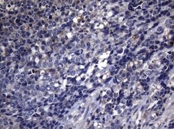 Invitrogen PITPNB Monoclonal Antibody (OTI6H10) 100 &mu;L; Unconjugated:Antibodies,