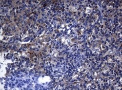 Invitrogen PITPNB Monoclonal Antibody (OTI6H10) 100 &mu;L; Unconjugated:Antibodies,