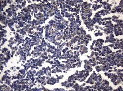 Invitrogen PITPNB Monoclonal Antibody (OTI6H10) 100 &mu;L; Unconjugated:Antibodies,