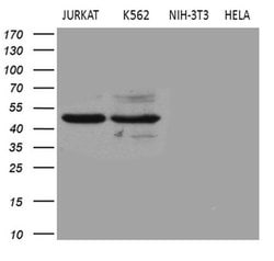 Invitrogen BLZF1 Monoclonal Antibody (OTI8E8) 100 &mu;L; Unconjugated:Antibodies,