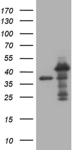 Invitrogen MED27 Monoclonal Antibody (OTI2A4) 100 &mu;L; Unconjugated:Antibodies,