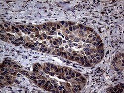 Invitrogen PITPNB Monoclonal Antibody (OTI5D11) 100 &mu;L; Unconjugated:Antibodies,