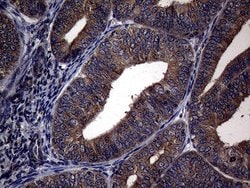 Invitrogen PITPNB Monoclonal Antibody (OTI5D11) 100 &mu;L; Unconjugated:Antibodies,