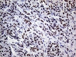 Invitrogen XPB Monoclonal Antibody (OTI6H8) 100 &mu;L; Unconjugated:Antibodies,