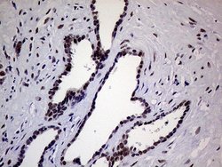 Invitrogen XPB Monoclonal Antibody (OTI6H8) 100 &mu;L; Unconjugated:Antibodies,