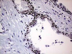 Invitrogen XPB Monoclonal Antibody (OTI6H8) 100 &mu;L; Unconjugated:Antibodies,
