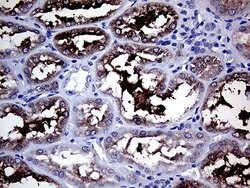 Invitrogen GALNT10 Monoclonal Antibody (OTI2A12) 100 &mu;L; Unconjugated:Antibodies,