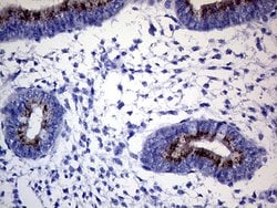 Invitrogen GALNT10 Monoclonal Antibody (OTI2A12) 100 &mu;L; Unconjugated:Antibodies,