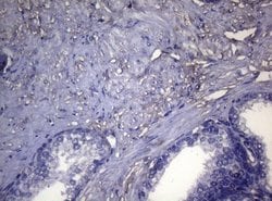 Invitrogen OPA3 Monoclonal Antibody (OTI3G4) 100 &mu;L; Unconjugated:Antibodies,