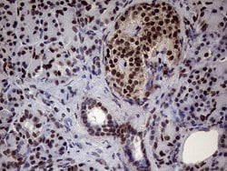 Invitrogen XRN2 Monoclonal Antibody (OTI5F4) 100 &mu;L; Unconjugated:Antibodies,