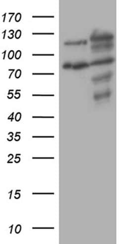 Invitrogen XRN2 Monoclonal Antibody (OTI5F4) 100 &mu;L; Unconjugated:Antibodies,