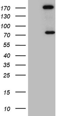 Invitrogen ARHGAP5 Monoclonal Antibody (OTI9H2) 100 &mu;L; Unconjugated:Antibodies,