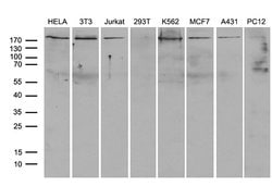 Invitrogen ARHGAP5 Monoclonal Antibody (OTI9H2) 100 &mu;L; Unconjugated:Antibodies,