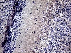 Invitrogen DIRAS2 Monoclonal Antibody (OTI10G5) 100 &mu;L; Unconjugated:Antibodies,