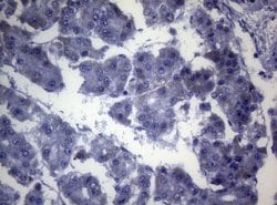 Invitrogen OPA3 Monoclonal Antibody (OTI2F5) 100 &mu;L; Unconjugated:Antibodies,